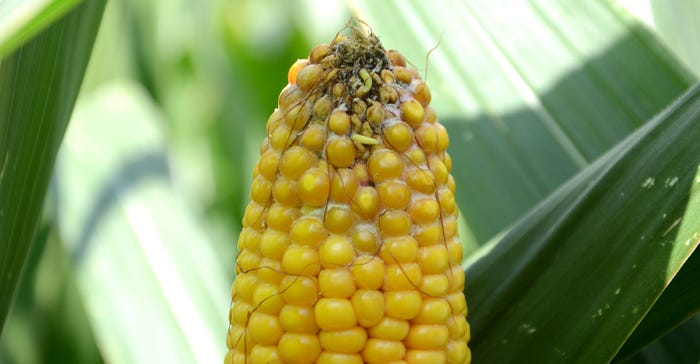 ear of corn showing signs of mold