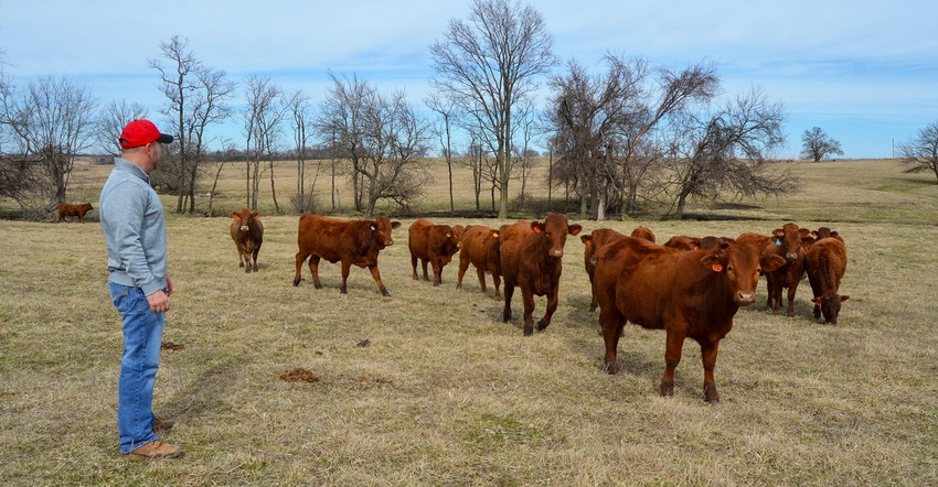 A cattle rancher overlooking a herd of red angus cattle on the pasture