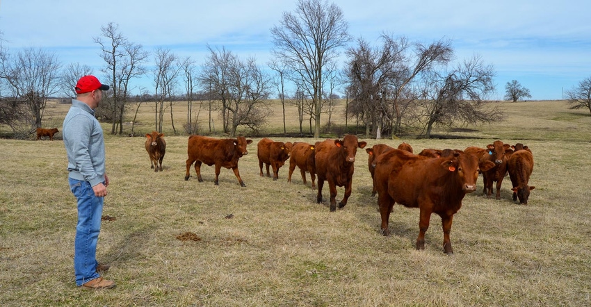 A cattle rancher overlooking a herd of red angus cattle on the pasture A cattle rancher overlooking a herd of red angus cattle on the pasture