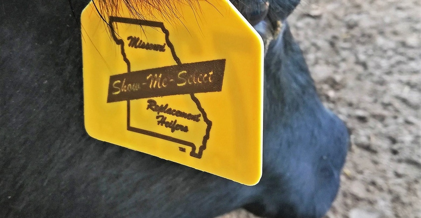 A close up of an ear tag on a heifer