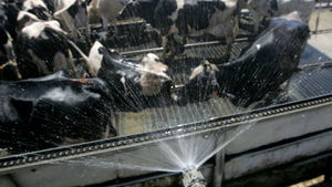 Dairy cows showered with water