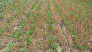 small corn plants growing in a no-till field