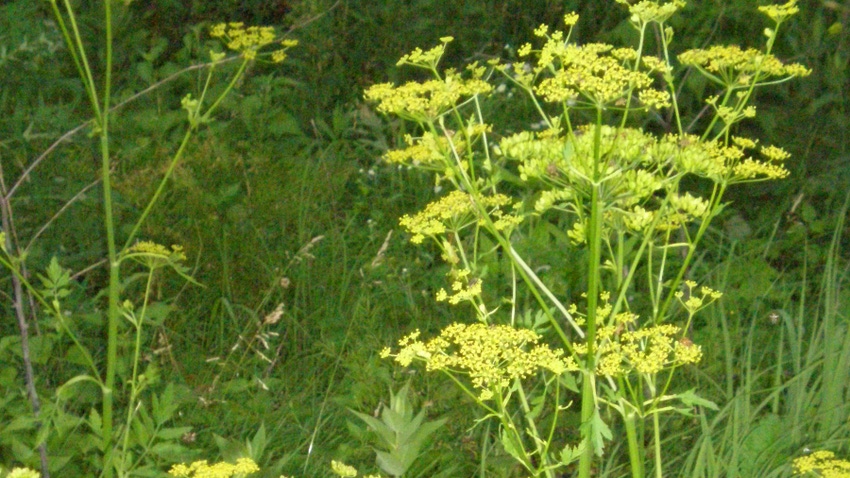 wild parsnip in field