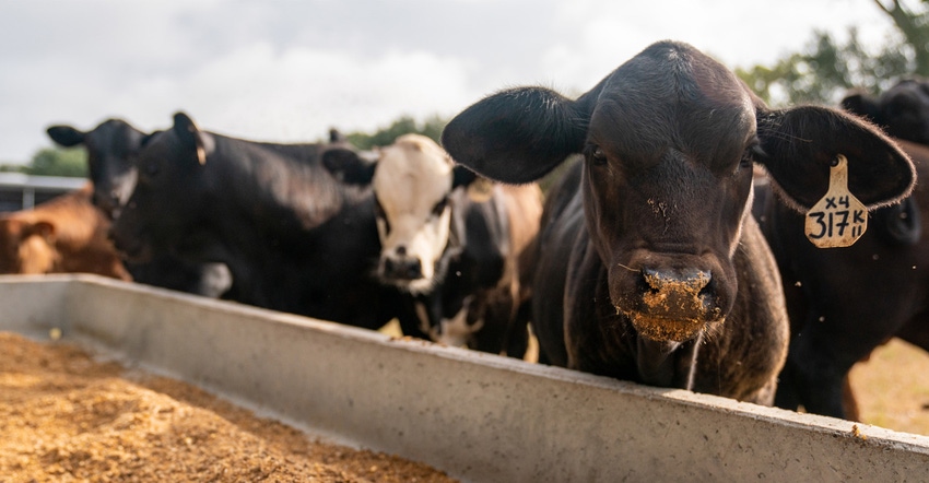 sacco-Calves.jpg sacco-Calves.jpg