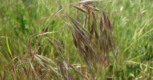 cheatgrass (downy brome) nearing seed set growth stage