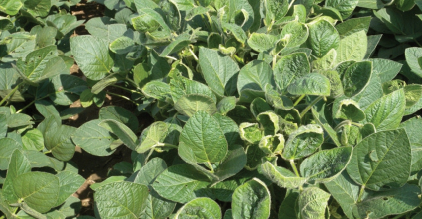 Dicamba injured soybeans
