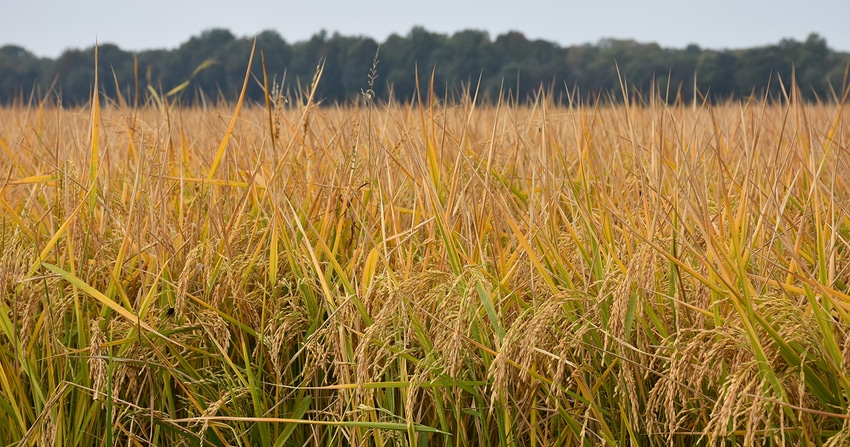 dfp-rice-bmurphree-1763.jpg dfp-rice-bmurphree-1763.jpg