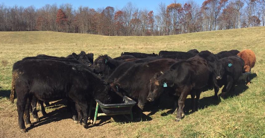 beef cattle feeding