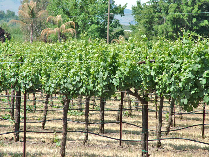 Native plant pests  Agriculture and Food