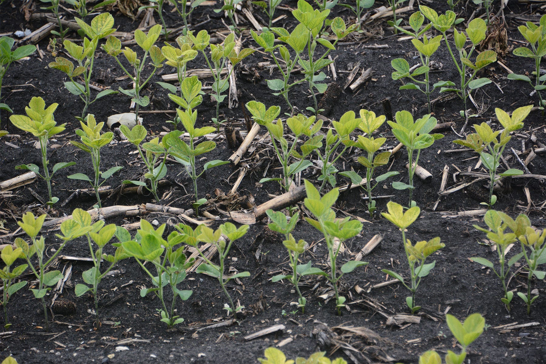 soybean seedlings in the field