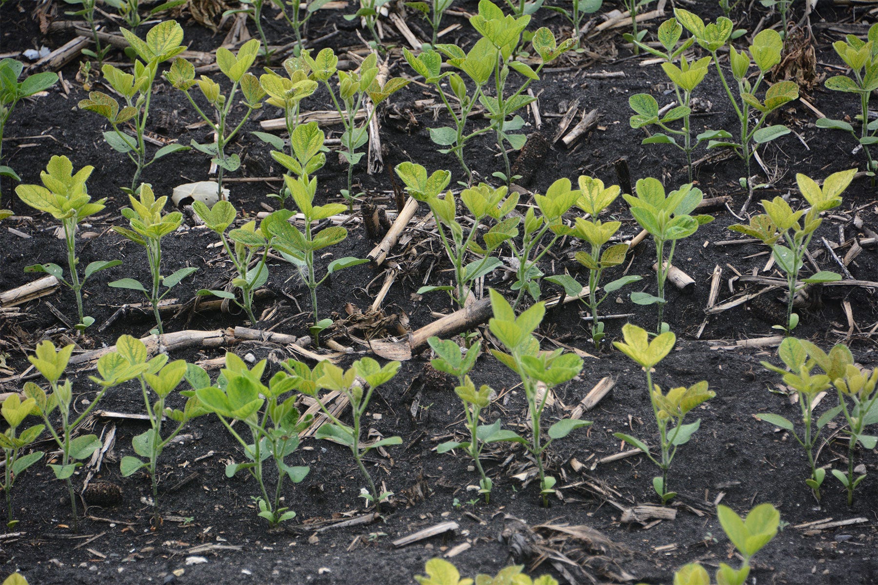 soybean seedlings in the field soybean seedlings in the field
