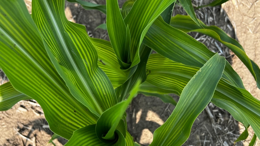 Corn plant with stripes of iron chlorosis on leaves