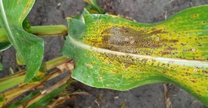 A close up of a corn leaf with dark spots identified as tar spot