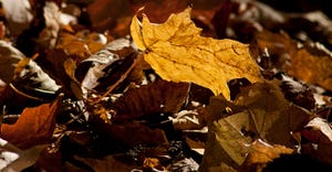 fallen Maple leaf