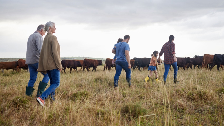 A multigenerational family walking through a pasture alongside grazing cattle