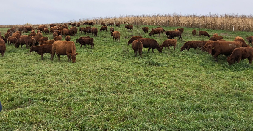 Herd of Red Angus cattle in pasture