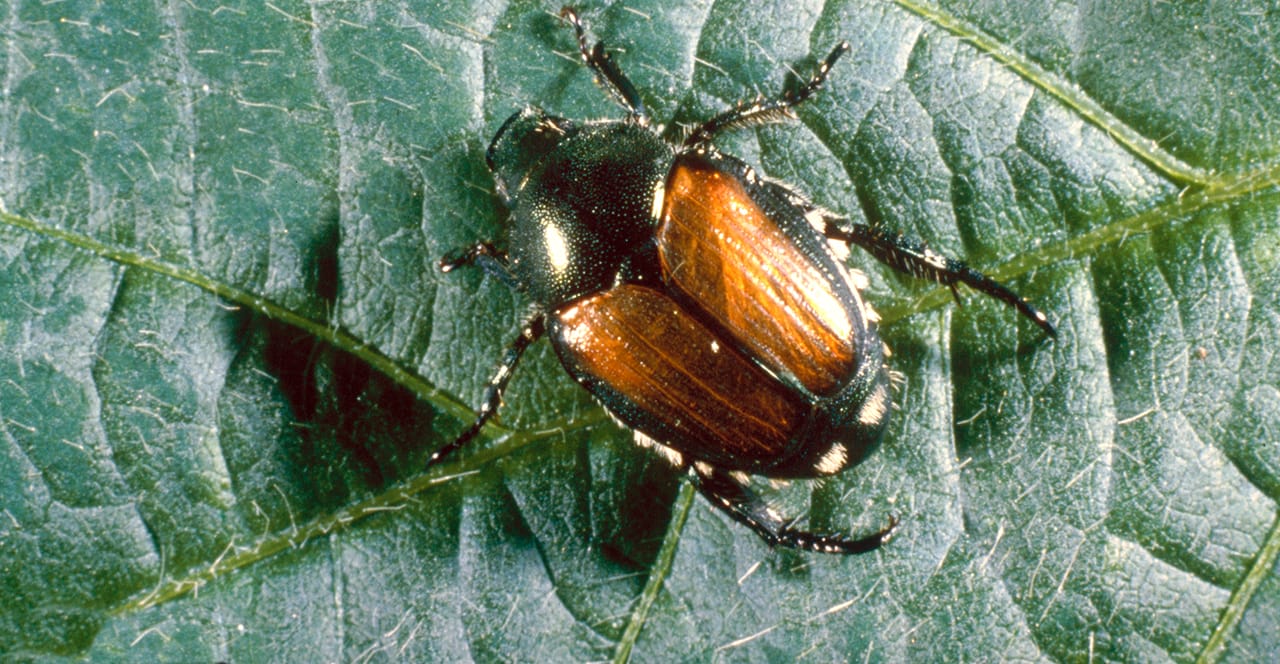 Japanese Insect Invading Bad bugs: Watch for these 4 invasive insect species