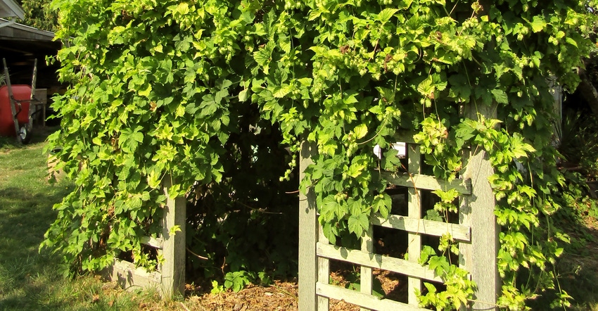 small gazebo covered in hop vines
