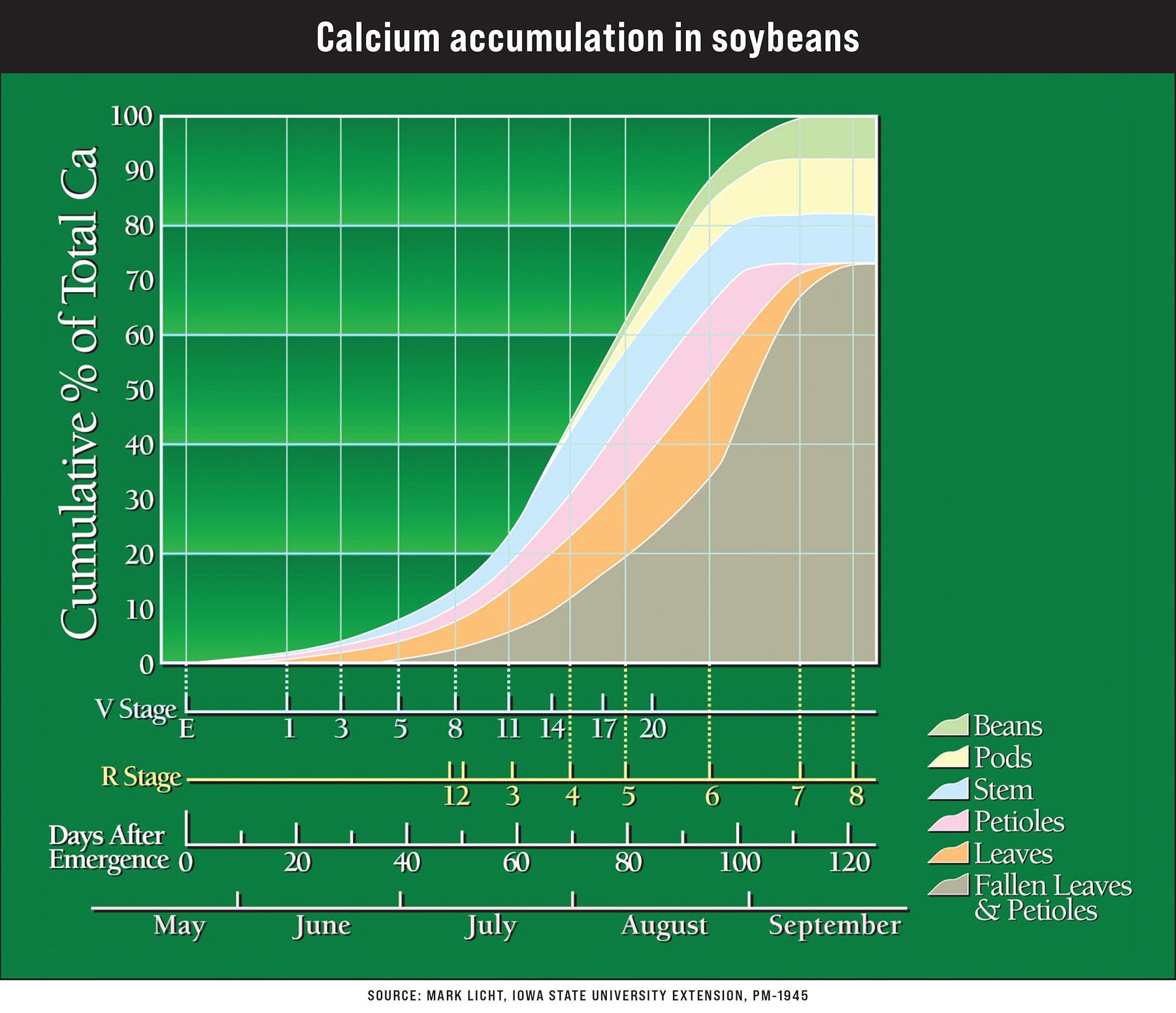 A graph showing Calcium accumulation in soybeans A graph showing Calcium accumulation in soybeans
