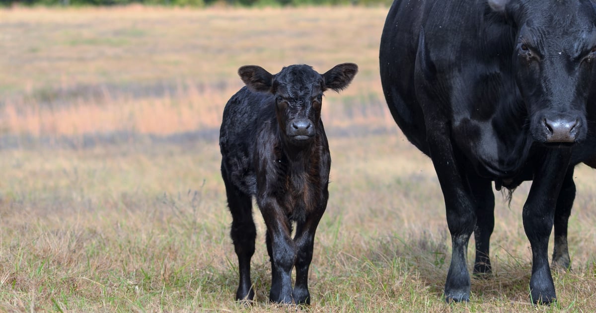 New breeding protocol increases beef cow conception rates