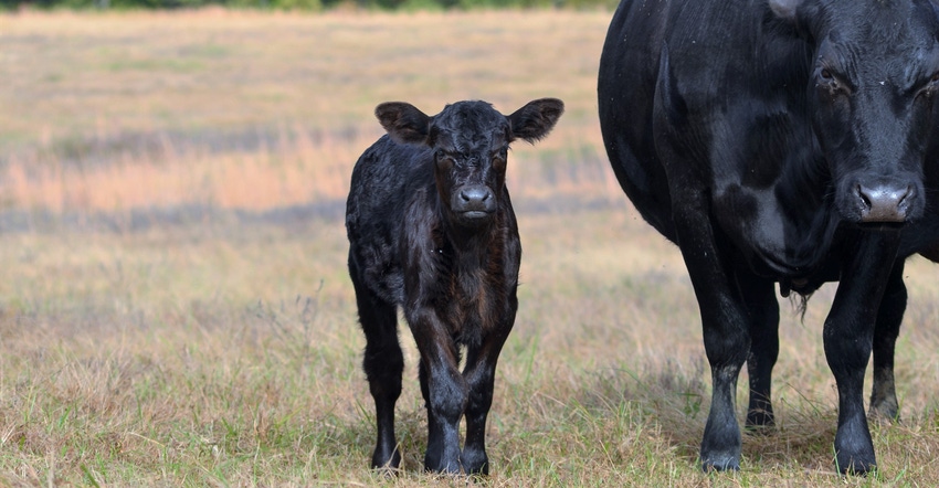 A black calf and the mom cow standing in a field