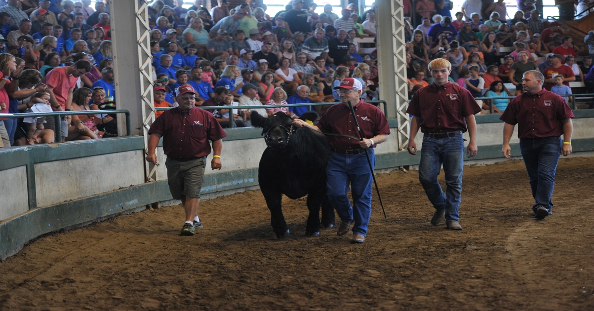 Iowa State Fair steer auction will top 3 million