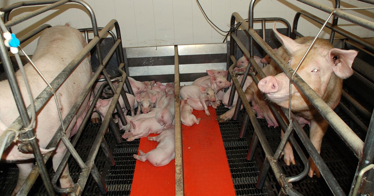 U.S. hog inventory rises 1% year-over-year