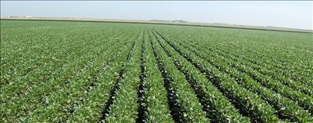 michigans_soybean_growers_push_operational_excellence_1_636129064972150000.jpg