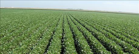 michigans_soybean_growers_push_operational_excellence_1_636129064972150000.jpg michigans_soybean_growers_push_operational_excellence_1_636129064972150000.jpg