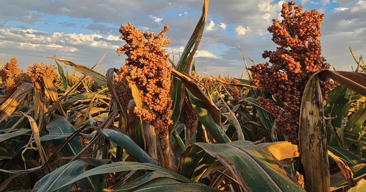 Will new CME sorghum contract help or hurt your bottom line?