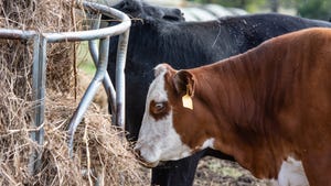 Cattle around a round bale feeder