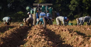 Migrant workers sweet potato field USDA.jpg
