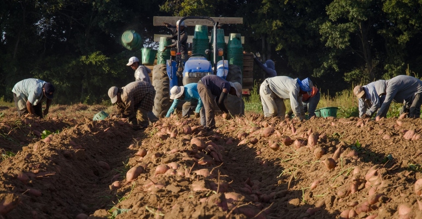 Migrant workers sweet potato field USDA.jpg Migrant workers sweet potato field USDA.jpg