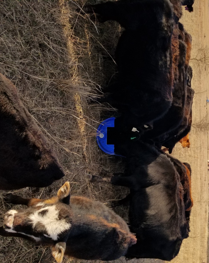 Cattle eating NPN supplement from barrel trough Cattle eating NPN supplement from barrel trough