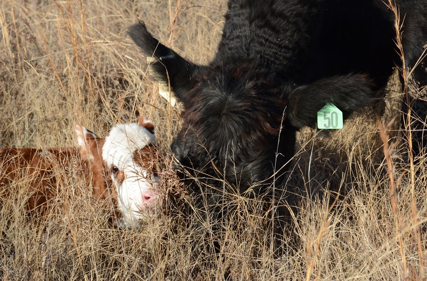 Cow with baby calf in fall