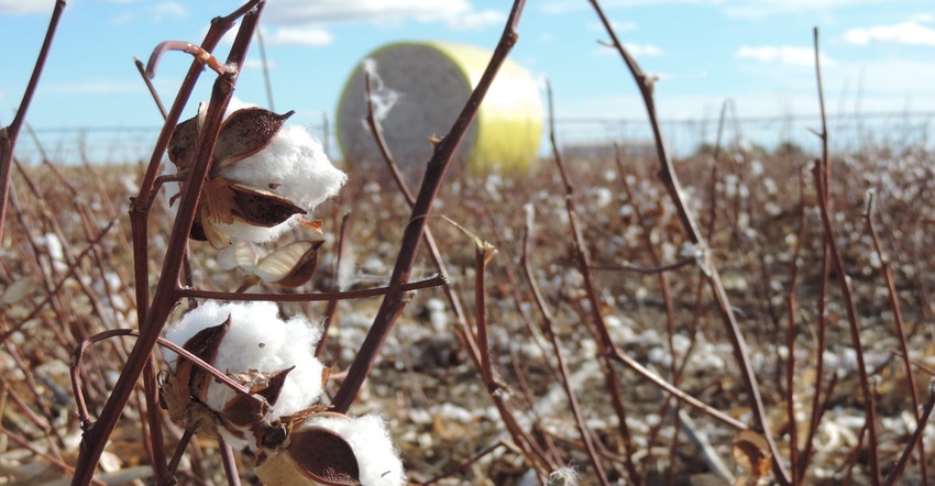 Cotton field