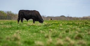Angus bull grazing in a lush pasture 