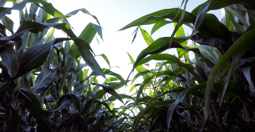 corn healthy crop biologicals nutrients