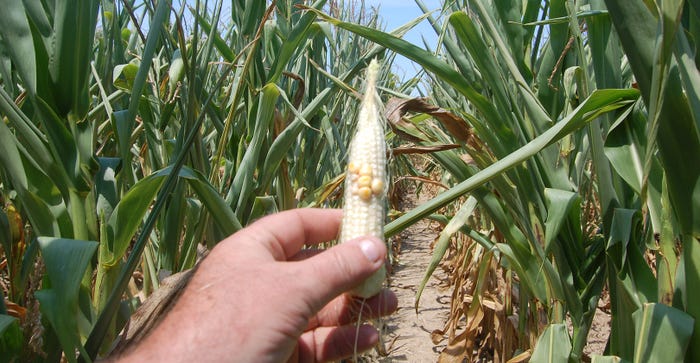 tiny ear of corn