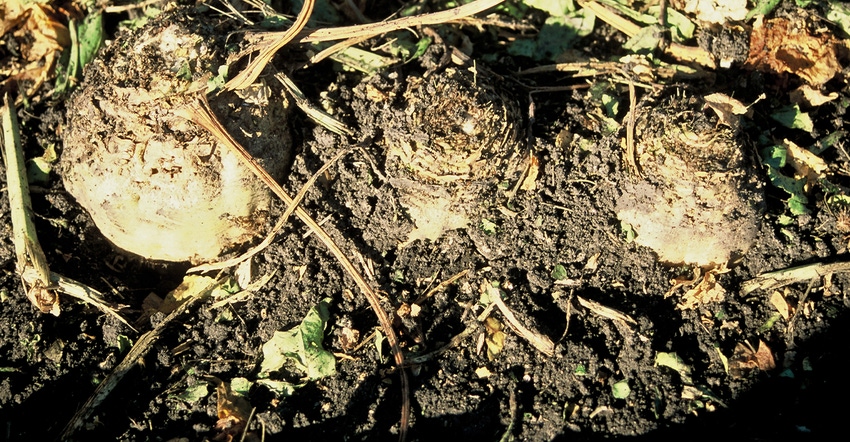 unharvested sugarbeets impact soil nutrients available for next crop
