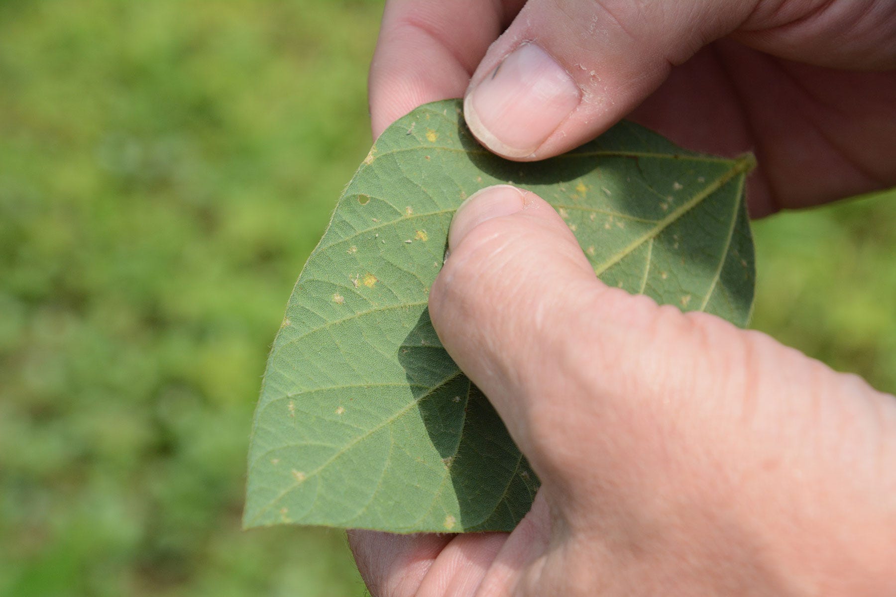 close-up of hands holding a soybean leaf with small yellow spots