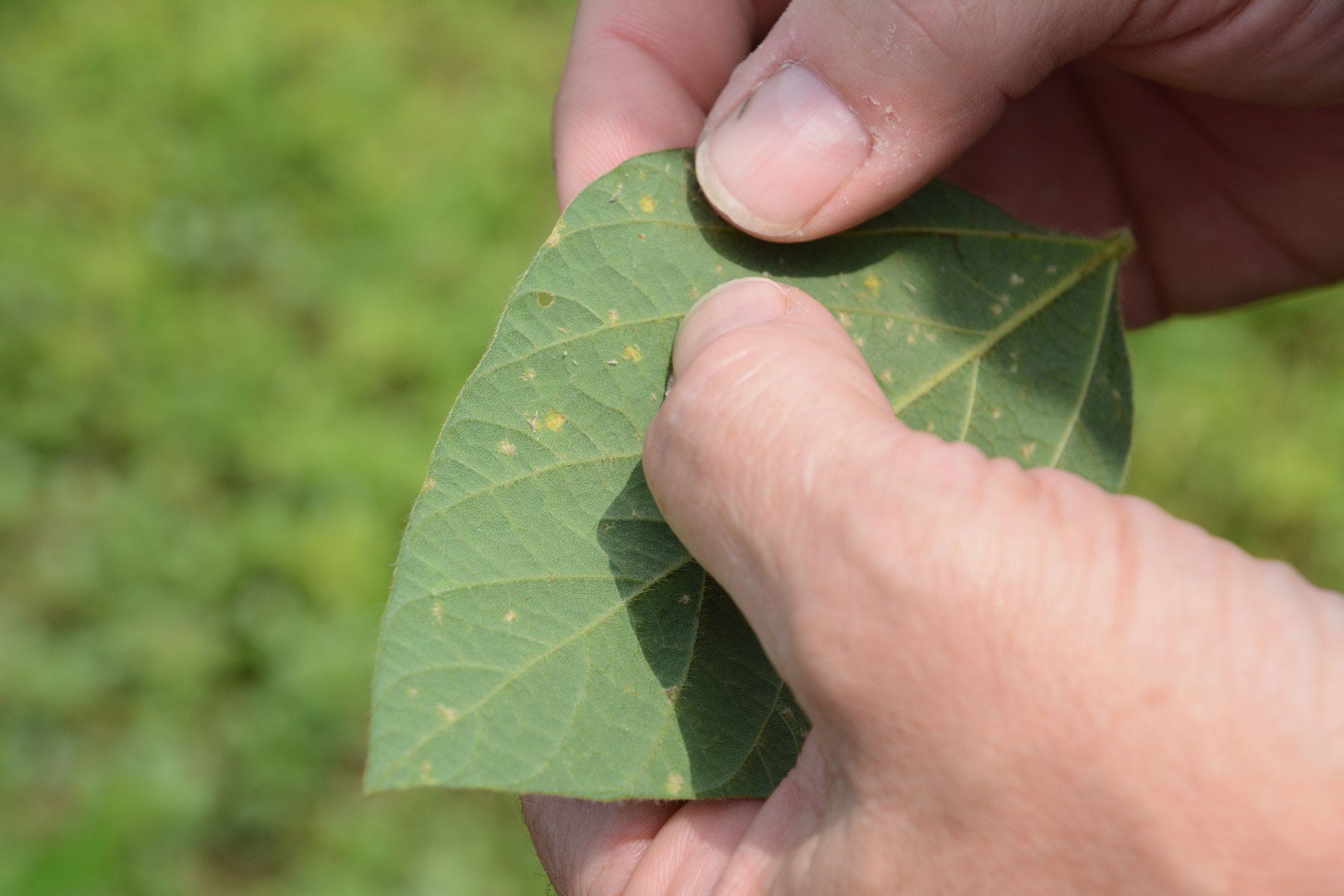 close-up of hands holding a soybean leaf with small yellow spots close-up of hands holding a soybean leaf with small yellow spots