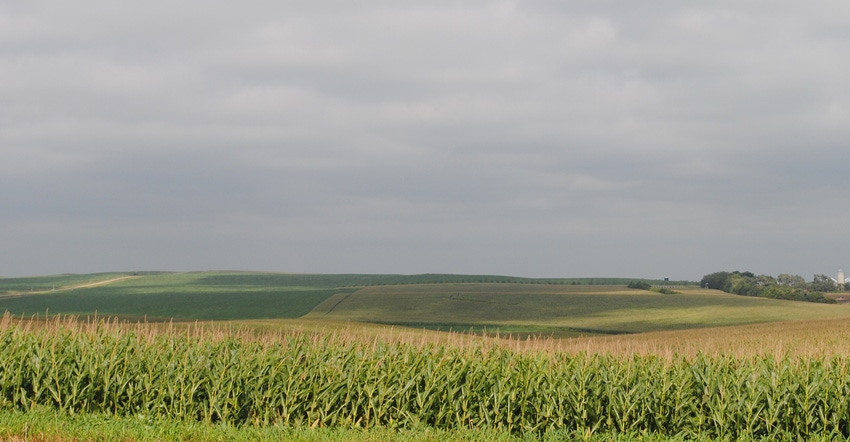 Fall corn field