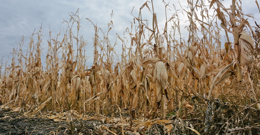 row of unharvested corn on the stalk