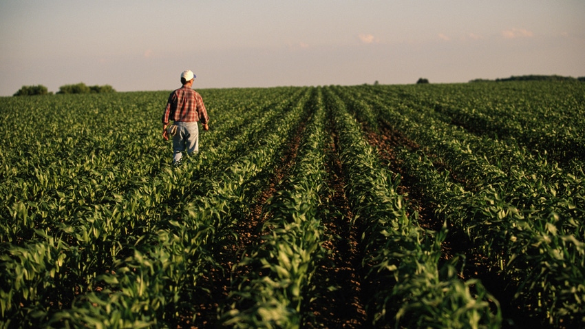 Man walking in cornfield