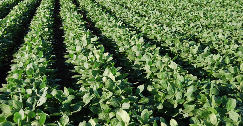 Soybean field