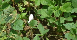 A tube protects a cable leading to a soil moisture sensor installed 6 inches below the row in this soybean field