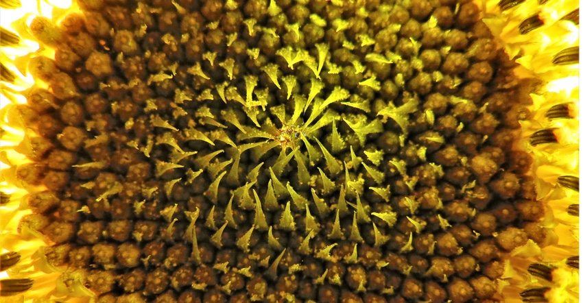 Close-up of sunflower Close-up of sunflower