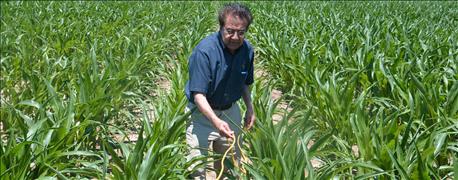 simple_corn_yield_estimates_field_1_636034113705381381.jpg simple_corn_yield_estimates_field_1_636034113705381381.jpg