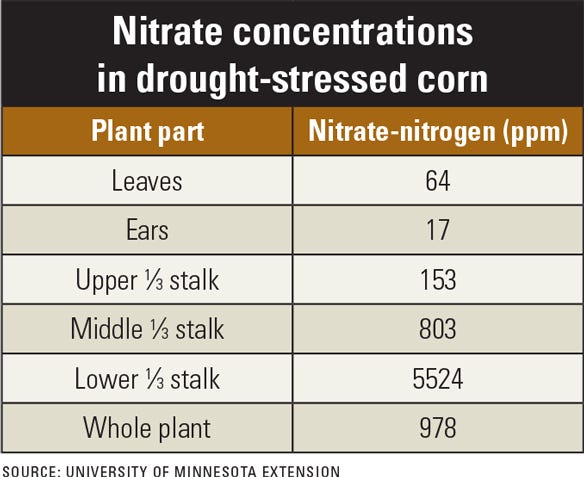 Nitrate concentrations in drought-stressed corn 